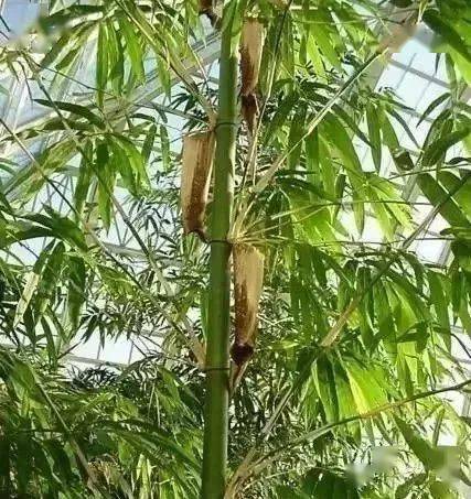 庭院竹子的種植門道,你知道嗎