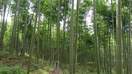 楠竹產業楠竹產業