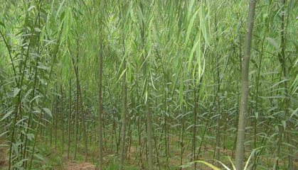 中盛茶社:最全的速生柳知識大全