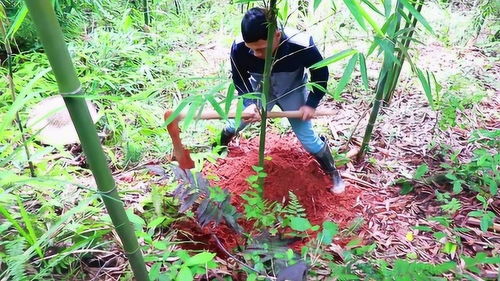苦筍好吃,很多人不知道怎么種植竹子,小伙教你如何種苦竹