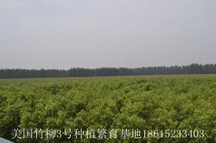 2013年秋季美國竹柳3號種植繁育基地竹柳價格表_農(nóng)副產(chǎn)品_世界工廠網(wǎng)