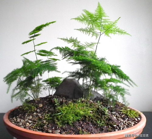 文竹 武竹和松葉武竹三 兄弟 ,顏值高,哪種養(yǎng)護難度高