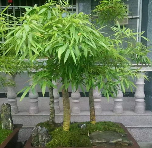 陽臺缺點 風景 ,種4種 竹子 ,養(yǎng)竹可得勤快點,要不就黃葉
