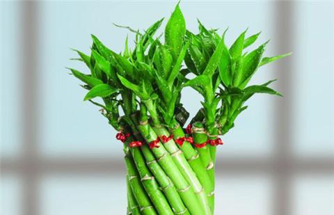 養(yǎng)富貴竹,用1種 藥 水,呼呼瘋長,根肥葉綠,節(jié)節(jié)高