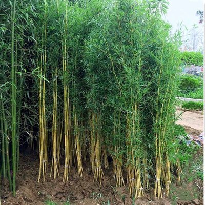 園林綠化四季常青竹子苗金鑲玉竹苗庭院種植黃竹子觀賞