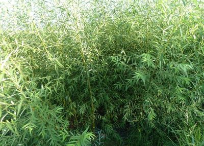 廣西竹柳批發(fā)@廣西竹柳供應-全州縣振財竹柳苗場|廣西美國竹柳|美國竹柳3號 產(chǎn)品展示(廣西竹柳批發(fā)|價格_廣西美國竹柳供應_廣西竹柳種植|基地)-金泉網(wǎng)