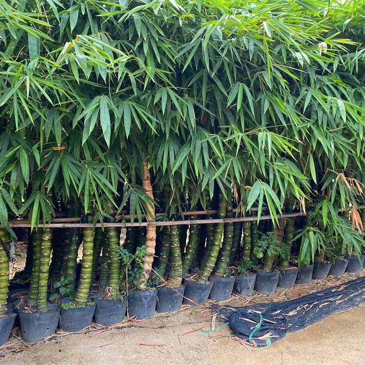 羅漢竹產(chǎn)地批發(fā) 羅漢竹袋苗價格 羅漢竹基地直供
