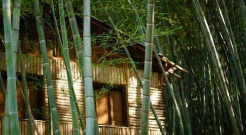 農(nóng)村俗語 竹子開花,破戶敗家,何意 你們那邊有這種說法嗎