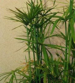 有 3種花草 喜歡水,放水越多,長得越壯實,新手養(yǎng)護都可以
