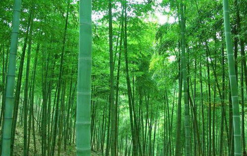 安吉竹種園