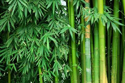 如何栽種竹子更好看,種植方法有技巧