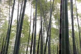 廣東鋼竹種植直銷基地采購(gòu)多少錢