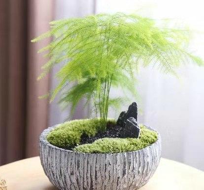 此種植物外形似竹似松,多用2種肥水,盆盆都能長(zhǎng)成 蘑菇云