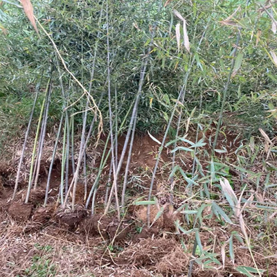 江蘇1公分2公分竹子苗基地 庭院圍墻竹子樹苗 四季常青 品種齊全
