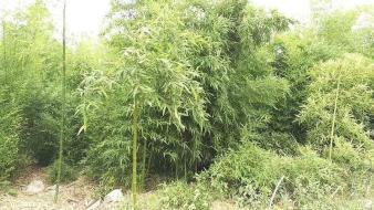 濟(jì)南竹子 剛竹 淡竹 毛竹 可上門種植