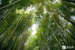 蜀南竹海小游記