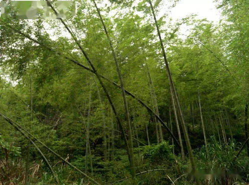 重磅開放 南昌首家智能科技公園免費(fèi)啦,這份免費(fèi)高山園林度假指南請(qǐng)收好