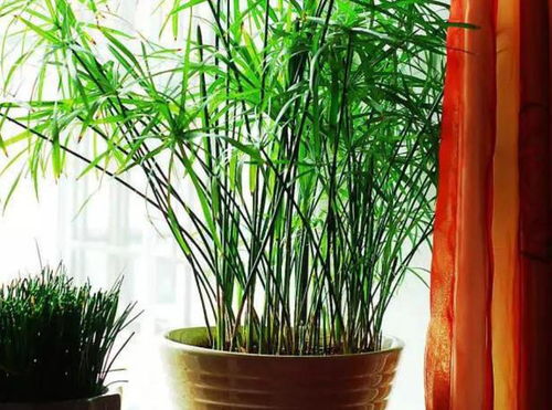 喜歡種植竹子,不用愁沒院子,將這3樣盆栽,輕松打造出雅致盆景