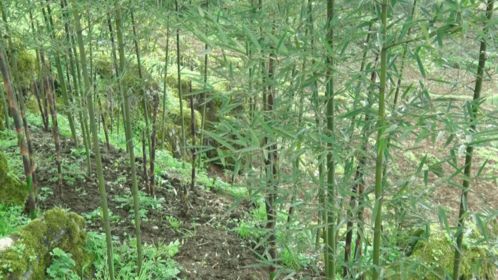 雙河村 學(xué)黨史開新局 種雷竹促振興