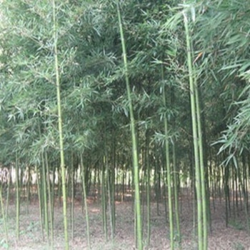 御春閣 盆栽 地栽 竹苗 金鑲玉竹苗 青竹苗 早園竹苗 紫竹苗 淡竹苗 竹子 單棵批發(fā) 青竹苗 2公分【圖片 價(jià)格 品牌 報(bào)價(jià)】-京東