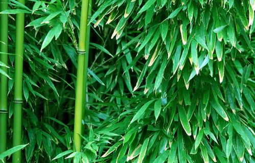 我在自己院子里想種植竹子迎北墻,暑伏天種可以嗎