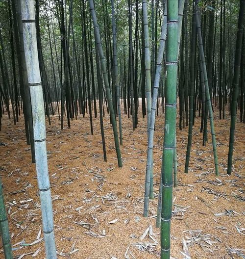 25元一斤比肉還貴 浙江大姐給雷竹 蓋棉被 ,讓竹筍價(jià)格翻倍