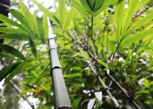 毛環(huán)方竹怎么種