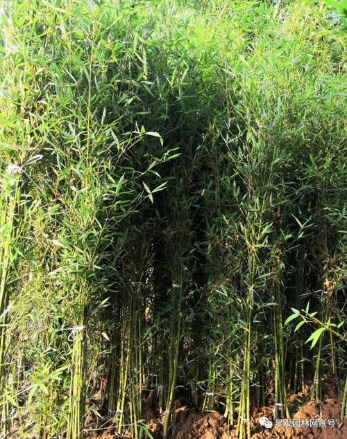 24種常用竹子,你認(rèn)識幾種
