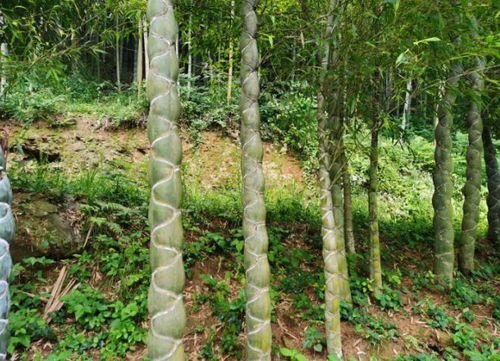 六安大山里發(fā)現(xiàn)成片龍鱗竹,很多人一輩子都沒見過