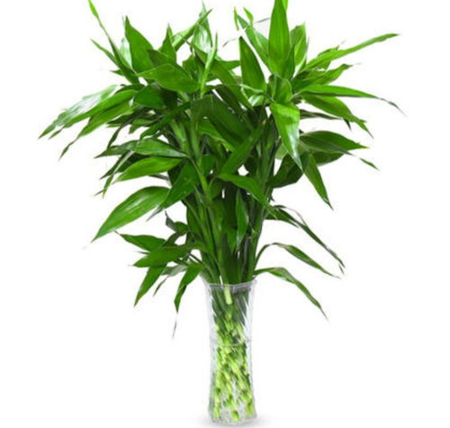 養(yǎng)富貴竹,用上2種 小藥片 ,植株長勢旺,不黃葉