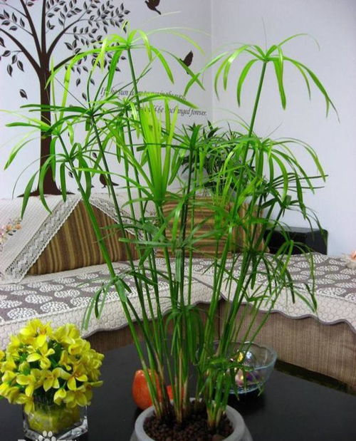 家里這些花,都屬水桶的,天天泡在水缸里,葉子油綠花滿枝