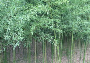 四君子之一的青竹的寓意是什么 能耐寒嗎 種植技術(shù)有哪些 盆栽如何養(yǎng)護