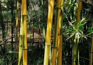 竹中珍品 金鑲玉竹價格多少錢一株 適合種植在庭院嗎 怎么栽種