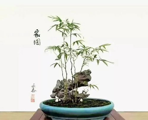 竹子盆景,清新脫俗秀逸有神韻,瀟灑挺拔,快來動手制作一盆