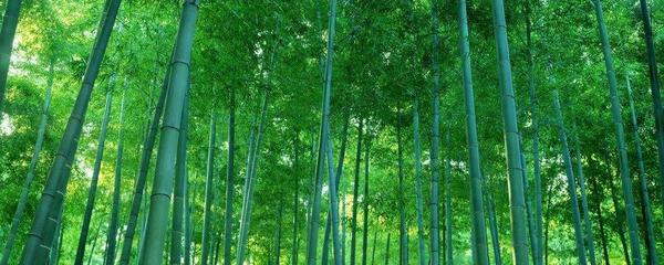 竹子下面種什么植物