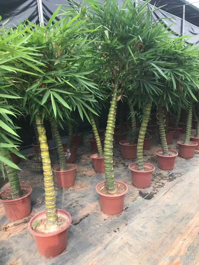羅漢竹苗種植注意事項