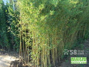 【北京觀賞竹種植時間|北京竹子什么時候種植|早園竹種】-北京酷易搜
