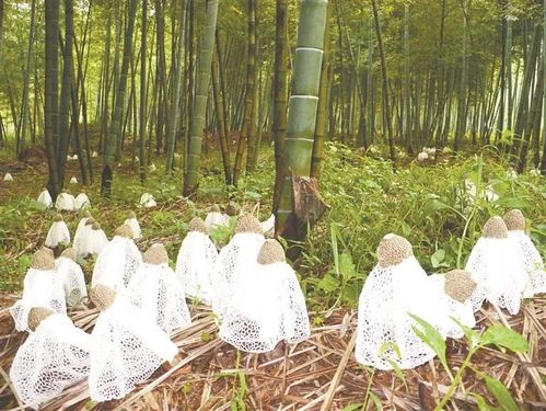 安徽推動竹產業成為鄉村振興 綠色引擎