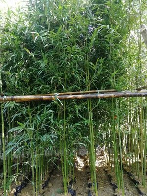 羅漢竹