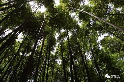 竹海聽濤種竹 植綠擁抱春天 三秦都市報2018大型公益植樹活動啟動 喊你來報名