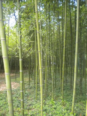 竹子幾月份種植最好