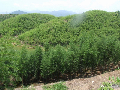 咸寧市崇陽特產之雷竹筍