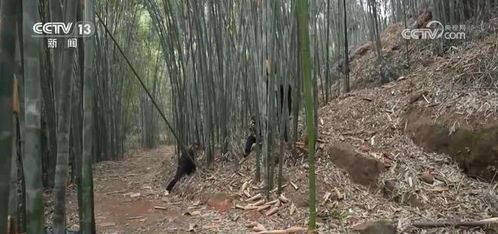 美麗風景線變成致富增收經濟線 做好 竹 文章 帶來綠色發展新機遇