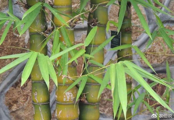 竹子什么季節種植最好?看這里,一文讀懂,成活率接近一百