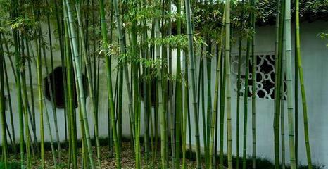 竹子種植技術,這幾個要點要掌握好,對栽培有很大幫助