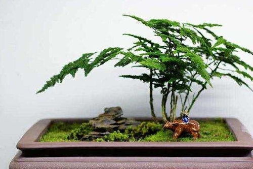 養文竹,加上這 3種 東西,葉子翠綠不發黃,3月長成 小竹林