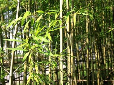 早園竹新植養護要點,早園竹怎么養護
