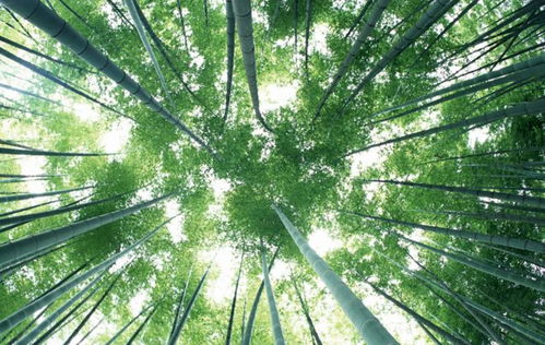 中國倡議 以竹代塑 這個新型千億級市場,咱們普通人如何參與