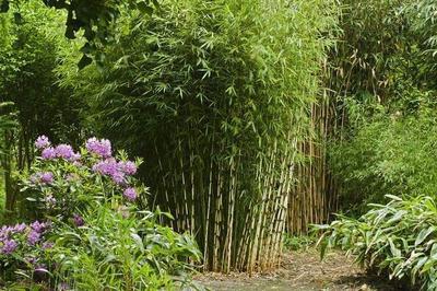 竹子景觀--獨特的天然隱私保護和裝飾景觀