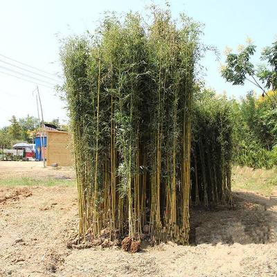 文竹 蛇口雞毛竹養護護理